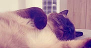 Aiko participe au concours pour gagner de l'argent avec cette photo : cat, sleeping, indoor, bed, fur, paw, relaxed, cozy, television, fan, furniture, resting, animal, pet, mammal, cute, whiskers, closeup, domestic_cat, calm