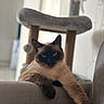 cat, siamese_cat, pet, indoor, furniture, gray_couch, cat_tree, relaxed, paw, blue_eyes, fur, animal, mammal, domestic_animal, resting, close_up, soft_light, home, cozy, portrait