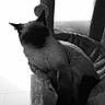 cat, cat_tree, pet, feline, indoor, black_and_white, silhouette, relaxing, fur, ear, whisker, cozy, animal, home, soft, texture, playful, resting, quiet, shadow