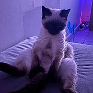 Aiko participe au concours pour gagner de l'argent avec cette photo : cat, siamese_cat, pet, animal, indoor, bed, relaxed, purple_light, blue_light, feline, sitting, fur, whiskers, tail, wall, floor, toy, quiet, cozy, shadow
