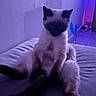 cat, siamese_cat, pet, animal, indoor, bed, relaxed, purple_light, blue_light, feline, sitting, fur, whiskers, tail, wall, floor, toy, quiet, cozy, shadow