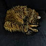 Miou a rejoint le concours — aidez-le/la à gagner de superbes lots ! cat, tabby_cat, sleeping, curl_up, furry, pet, animal, cozy, resting, domestic_cat, whiskers, paws, fur, close_up, indoor, relaxation, quiet, peaceful, cute, soft