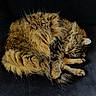 cat, tabby, fluffy, fur, animal, pet, resting, sleepy, cozy, curled_up, whiskers, paw, ear, indoor, dark_background, texture, closeup, mammal, feline, relaxed