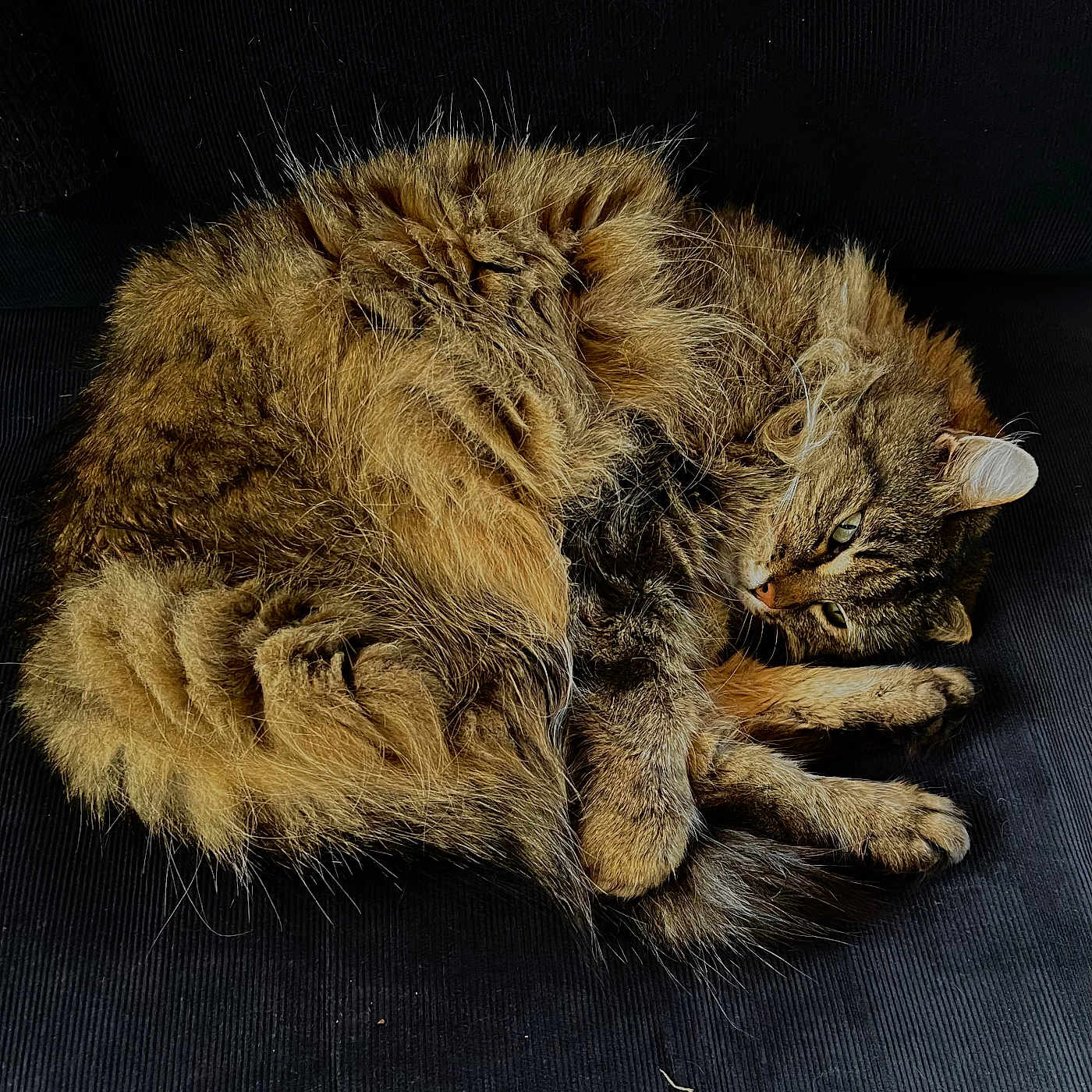 Miou participe au concours pour gagner de l'argent avec cette photo : cat, tabby, fluffy, fur, animal, pet, resting, sleepy, cozy, curled_up, whiskers, paw, ear, indoor, dark_background, texture, closeup, mammal, feline, relaxed