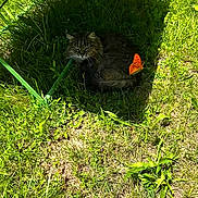 Miou participe au concours pour gagner de l'argent avec cette photo : cat, grass, butterfly, outdoor, nature, shade, tabby_cat, animal, greenery, sunlight, wildlife, resting, feline, flora, leaf, summer, quiet, peaceful, small_animal, garden