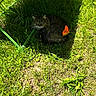 cat, grass, butterfly, outdoor, nature, shade, tabby_cat, animal, greenery, sunlight, wildlife, resting, feline, flora, leaf, summer, quiet, peaceful, small_animal, garden