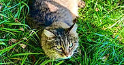 Miou a rejoint le concours — aidez-le/la à gagner de superbes lots ! cat, tabby, grass, outdoor, animal, pet, nature, greenery, fur, whiskers, sunlight, leaf, relaxing, alert, mammal, wildlife, closeup, eyes, tail, daylight