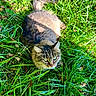 cat, tabby, grass, outdoor, animal, pet, nature, greenery, fur, whiskers, sunlight, leaf, relaxing, alert, mammal, wildlife, closeup, eyes, tail, daylight