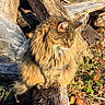 Miou participe au concours pour gagner de l'argent avec cette photo : cat, tabby, fluffy, log, wood, outdoor, nature, sunlight, foliage, rustic, animal, pet, sitting, brown, green, tree, leaves, daylight, mammal, wildlife