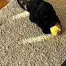 adorable, animal, black_dog, carpet, cozy, cute, dog, domestic_animal, floor, indoor, lying_down, pet, playful, plush_toy, puppy, soft_texture, sunlight, toy, yellow_toy, young_dog