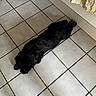 Titou Burton a rejoint le concours — aidez-le/la à gagner de superbes lots ! dog, black_dog, tile_floor, kitchen, floor, lying_down, pet, animal, indoor, resting, sleeping, shadow, fur, quiet, relaxed, home, domestic, companion, canine, laying