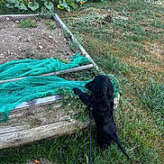 Titou Burton a rejoint le concours — aidez-le/la à gagner de superbes lots ! puppy, dog, black_dog, garden_bed, green_netting, grass, plants, outdoor, yard, vegetation, soil, wood, leaves, nature, curious, animal, pet, young_dog, sunlight, daytime