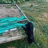animal, black_dog, curious, daytime, dog, garden_bed, grass, green_netting, leaves, nature, outdoor, pet, plants, puppy, soil, sunlight, vegetation, wood, yard, young_dog