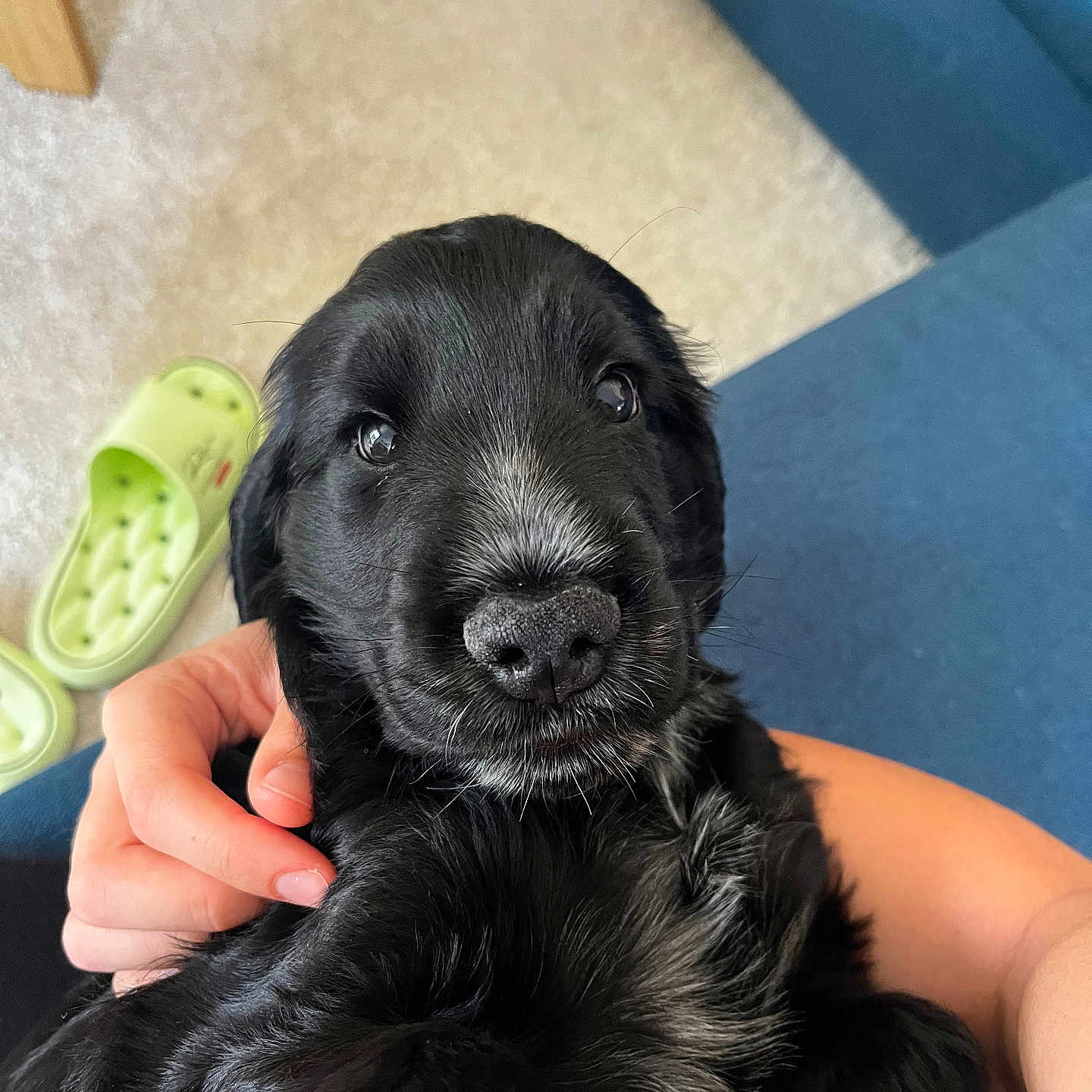 Titou Burton a rejoint le concours — aidez-le/la à gagner de superbes lots ! puppy, dog, black_fur, white_patch, close_up, pet, indoor, carpet, couch, hand, slipper, tennis_ball, cute, animal, young_dog, fur, nose, eyes, person, holding