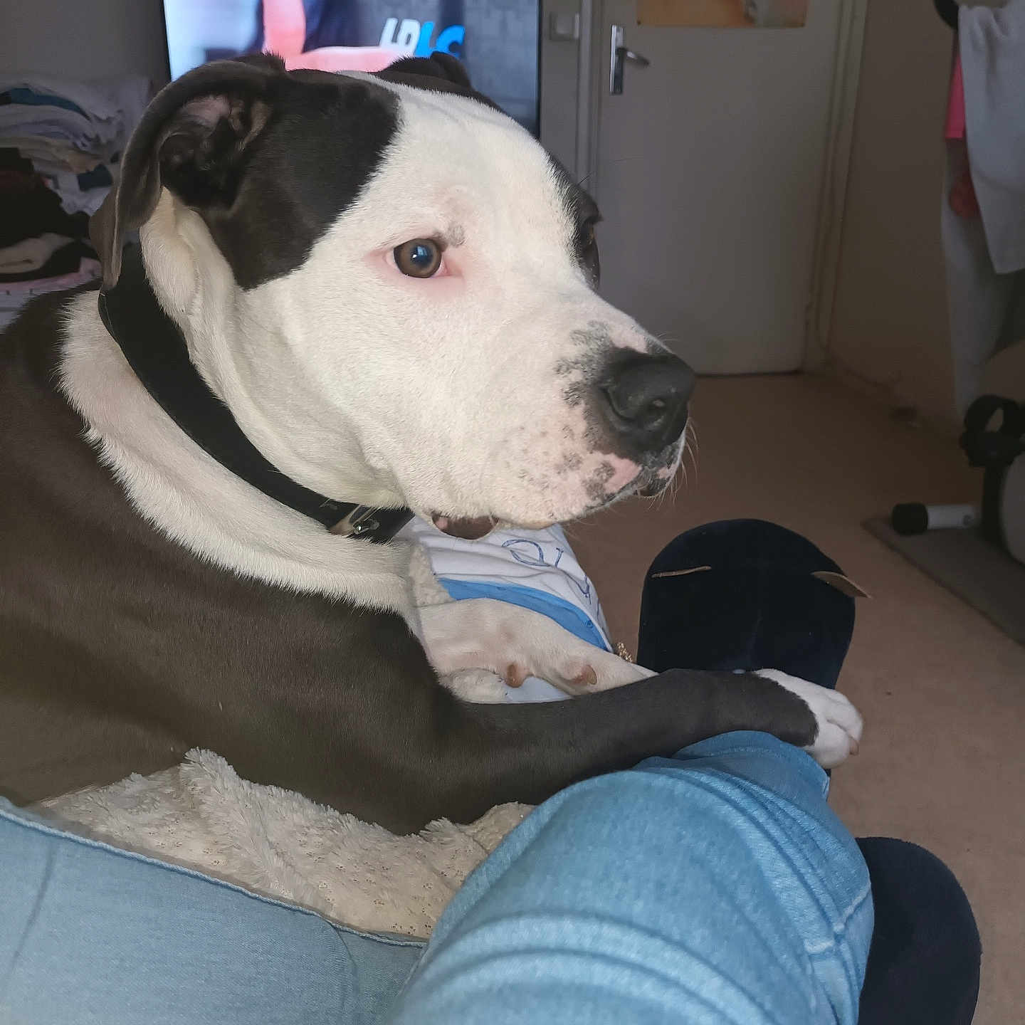 Taïro a rejoint le concours — aidez-le/la à gagner de superbes lots ! animal, architecture, building, canine, clothing, computerhardware, couch, dog, electronics, furniture, hardware, indoors, jeans, livingroom, monitor, pants, pet, room, screen, tv