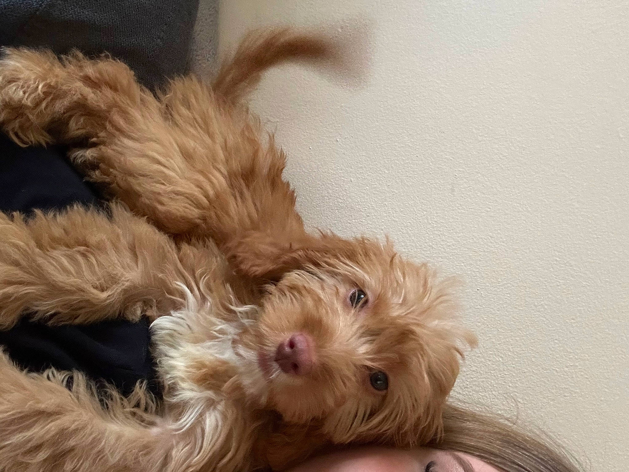 Crumpet is registered to the contest to win money with this photo: canidae, carnivore, companion_dog, dog, dog_breed, dog_supply, fawn, fur, liver, maltepoo, small_terrier, snout, sporting_group, terrestrial_animal, terrier, toy, toy_dog, working_animal, yorkipoo, yorkshire_terrier