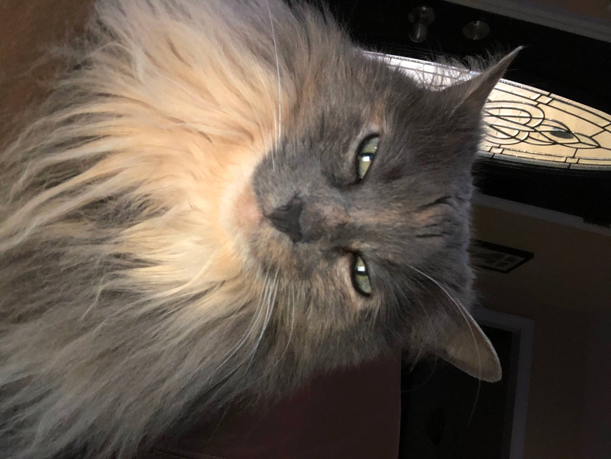 Laney is registered to the contest to win money with this photo: black_cat, british_longhair, carnivore, cat, claw, domestic_short_haired_cat, felidae, fur, grey, small_to_medium_sized_cats, snout, tail, terrestrial_animal, whiskers, working_animal