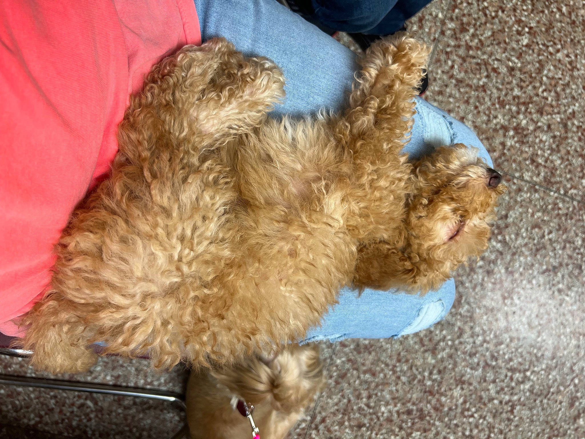 Marley joined the competition — help win amazing prizes! carnivore, companion_dog, dog, dog_breed, fur, liver, natural_material, non_sporting_group, tail, terrier, toy, toy_dog, working_animal