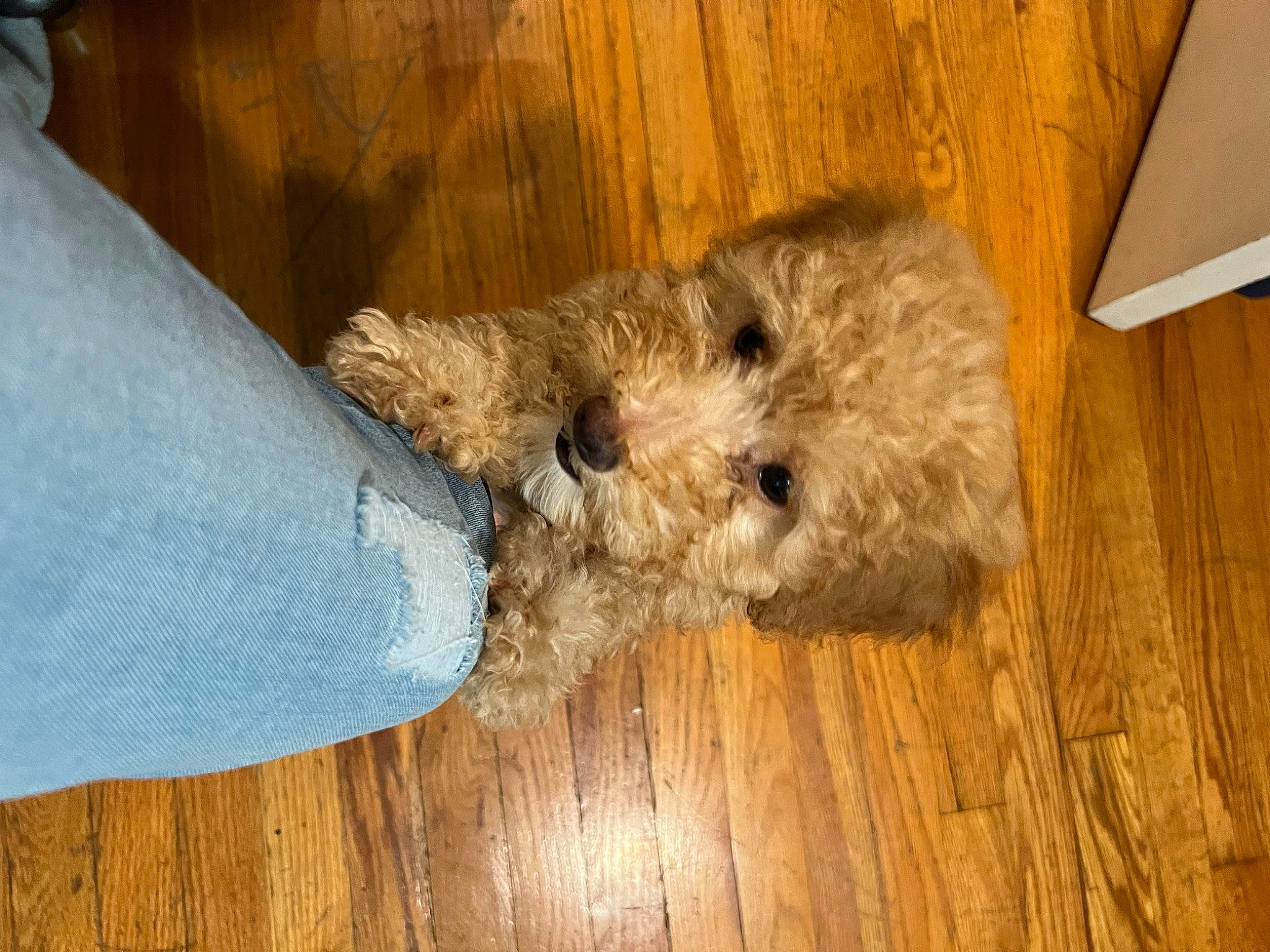 Marley joined the competition — help win amazing prizes! canidae, carnivore, companion_dog, dog, dog_breed, fawn, flooring, fur, hardwood, plywood, small_terrier, sporting_group, terrestrial_animal, terrier, toy, varnish, wood, wood_flooring, wood_stain, working_animal