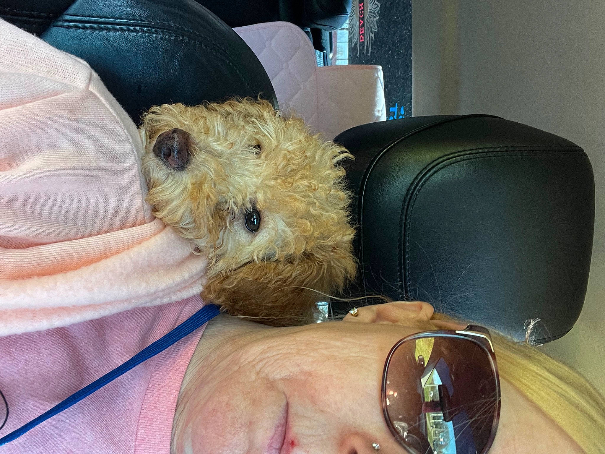 Marley joined the competition — help win amazing prizes! carnivore, chest, comfort, companion_dog, dog, dog_breed, eyewear, fawn, fur, goggles, personal_protective_equipment, radio, sitting, small_terrier, snout, sunglasses, terrier, toy_dog, whiskers, wrist