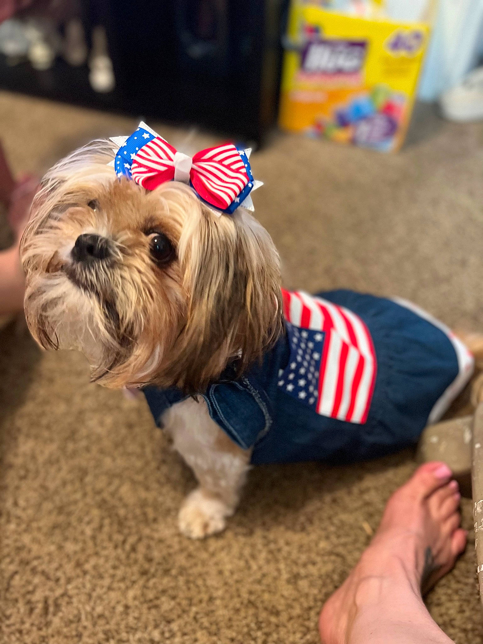 Sugar is registered to the contest to win money with this photo: canidae, carnivore, collar, companion_dog, dog, dog_breed, dog_clothes, dog_collar, dog_supply, fawn, fur, leash, pet_supply, small_terrier, snout, sporting_group, terrier, toy_dog, working_animal, yorkshire_terrier