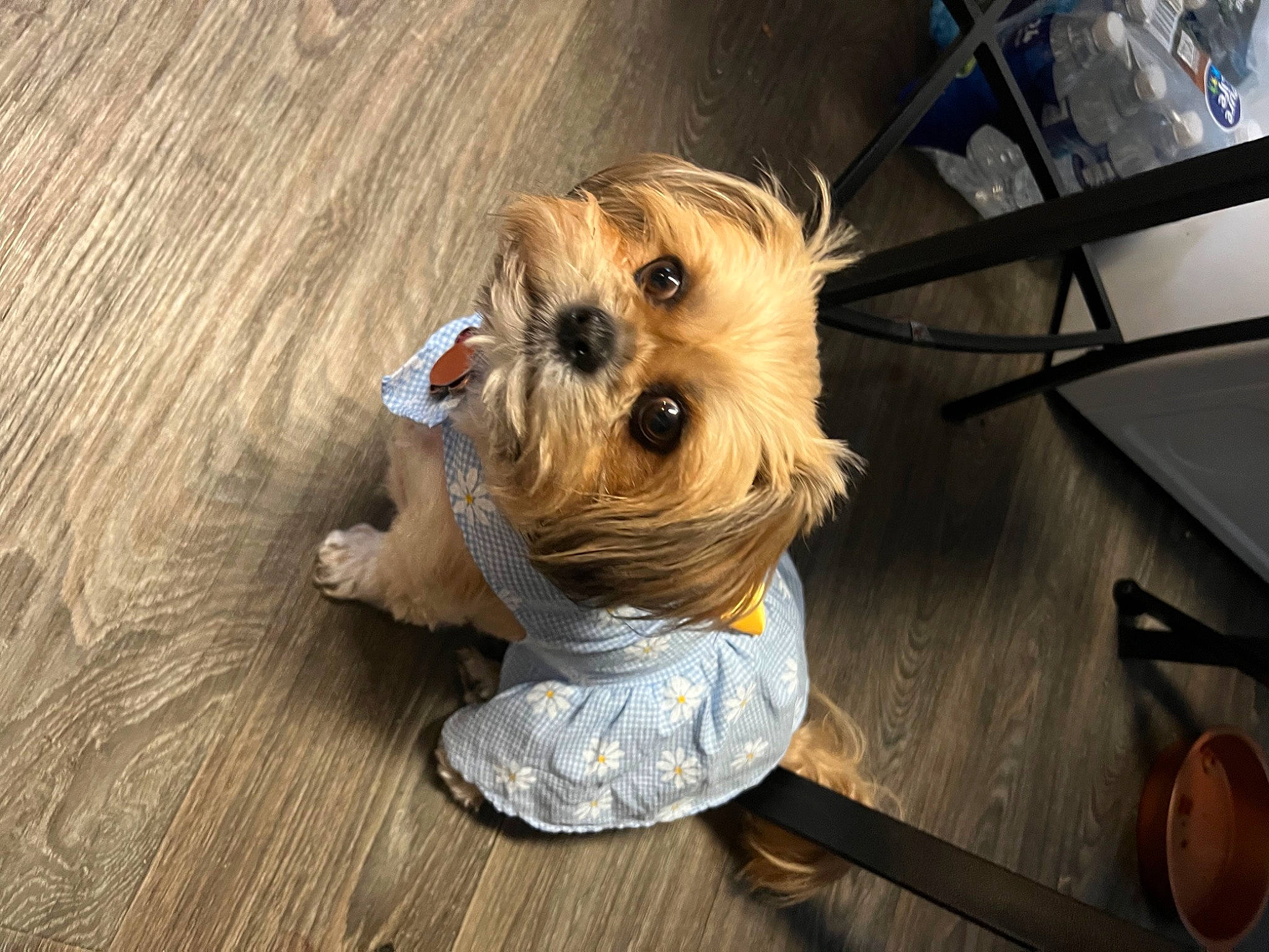 Sugar is registered to the contest to win money with this photo: canidae, carnivore, collar, companion_dog, dog, dog_breed, dog_clothes, dog_supply, fawn, flooring, fur, hardwood, kitchen_utensil, small_terrier, snout, sporting_group, toy, toy_dog, wood, working_animal