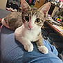 cat, kitten, tabby, white_fur, pet, indoor, lap, denim, clothing, furniture, room, sitting, curious, closeup, domestic_animal, whiskers, ears, eyes, pink_nose, relaxed