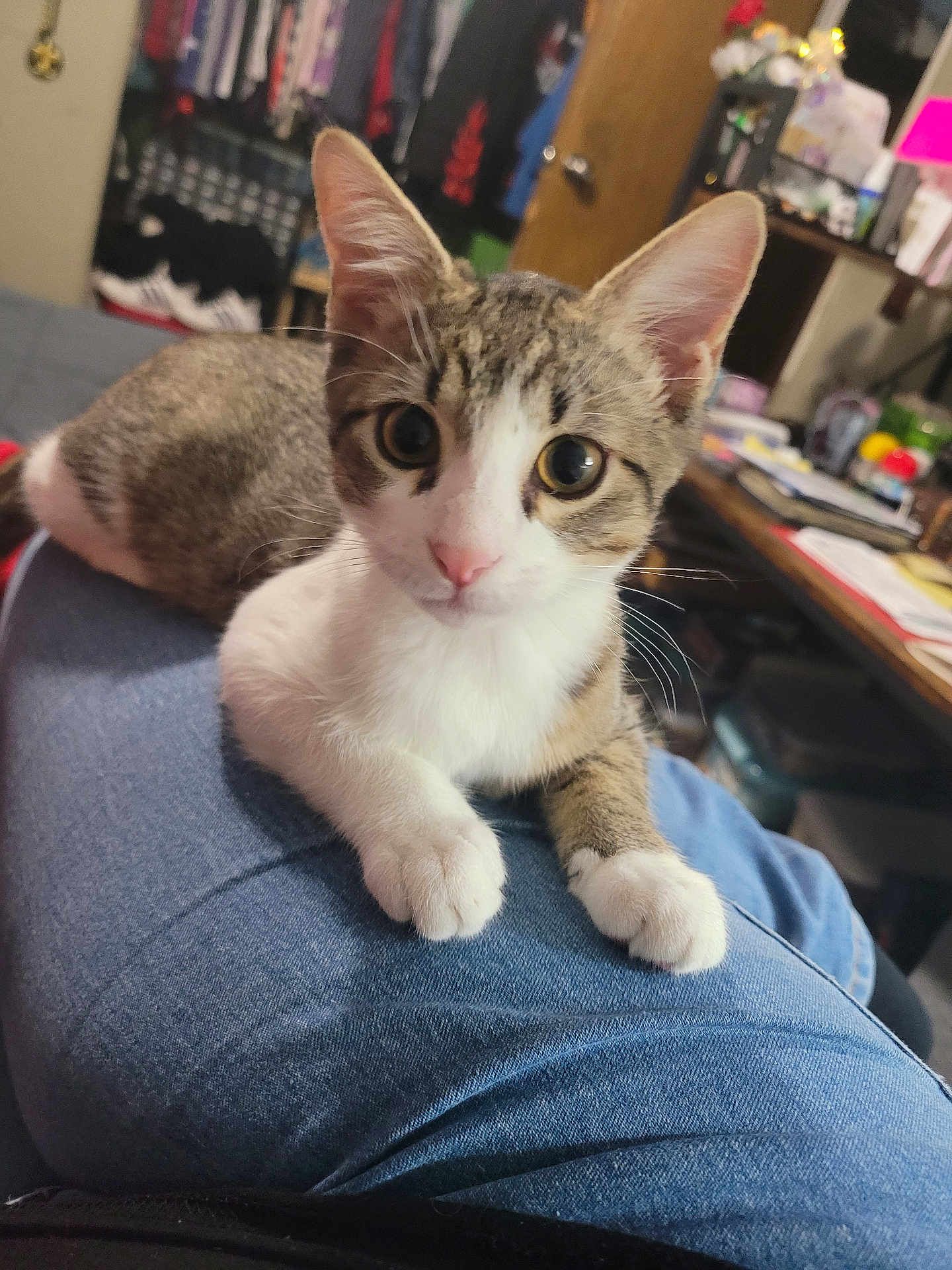 Harley is registered to the contest to win money with this photo: cat, kitten, tabby, white_fur, pet, indoor, lap, denim, clothing, furniture, room, sitting, curious, closeup, domestic_animal, whiskers, ears, eyes, pink_nose, relaxed