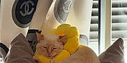 Gojo a rejoint le concours — aidez-le/la à gagner de superbes lots ! cat, cream_colored, yellow_collar, cushion, curtains, window, soft_toy, indoor, resting, sleeping, pet, cozy, furniture, home, relaxed, domestic_animal, light, pattern, fabric, calm