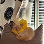 cat, cream_colored, yellow_collar, cushion, curtains, window, soft_toy, indoor, resting, sleeping, pet, cozy, furniture, home, relaxed, domestic_animal, light, pattern, fabric, calm