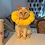 animal, calm, cat, chair, cream_colored_cat, curtains, cute, domestic_cat, flower_collar, furniture, house, indoor, living_room, paper_towel_roll, pet, plush_collar, sitting, sofa, table, yellow_collar