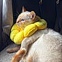 Gojo participe au concours pour gagner de l'argent avec cette photo : cat, yellow_collar, plush, flower_collar, blue_eyes, orange_tail, feline, pet, indoor, window_light, curtain, black_bag, soft_fur, relaxed, resting, texture, cozy, side_view, domestic_animal, quiet