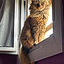 abyssinian, angora, animal, cat, curtain, hardwood, kitten, manx, pet, picturewindow, window, windowsill, wood