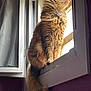 abyssinian, angora, animal, cat, curtain, homedecor, kitten, manx, pet, window, windowshade, windowsill