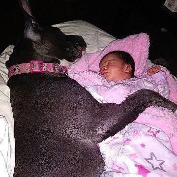 Mariella is registered to the contest to win money with this photo: baby, canidae, carnivore, child, companion_dog, ear, fawn, nap, non_sporting_group, person, pink, sleep, toddler