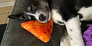 Luna joined the competition — help win amazing prizes! animal, canine, carrot, cat, couch, cushion, dog, food, furniture, homedecor, hound, husky, labradorretriever, person, pet, pillow, pointer, puppy, sleeping, snout