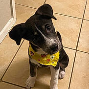 Luna joined the competition — help win amazing prizes! accessories, animal, ball, beagle, canine, dog, hound, husky, indoors, labradorretriever, leash, pet, puppy, slate, sport, strap, tennis, tennisball, tile, whitedog