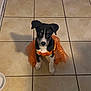Luna is registered to the contest to win money with this photo: accessories, animal, architecture, bag, bostonbull, building, bulldog, canine, clothing, coat, dog, hound, outdoors, pet, plastic, plasticbag, puppy, shelter, strap, tile