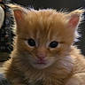 kitten, cat, orange_cat, fluffy, cute, pet, indoor, closeup, animal, young, feline, whiskers, ears, fur, curious, domestic, small, face, mammal, adorable