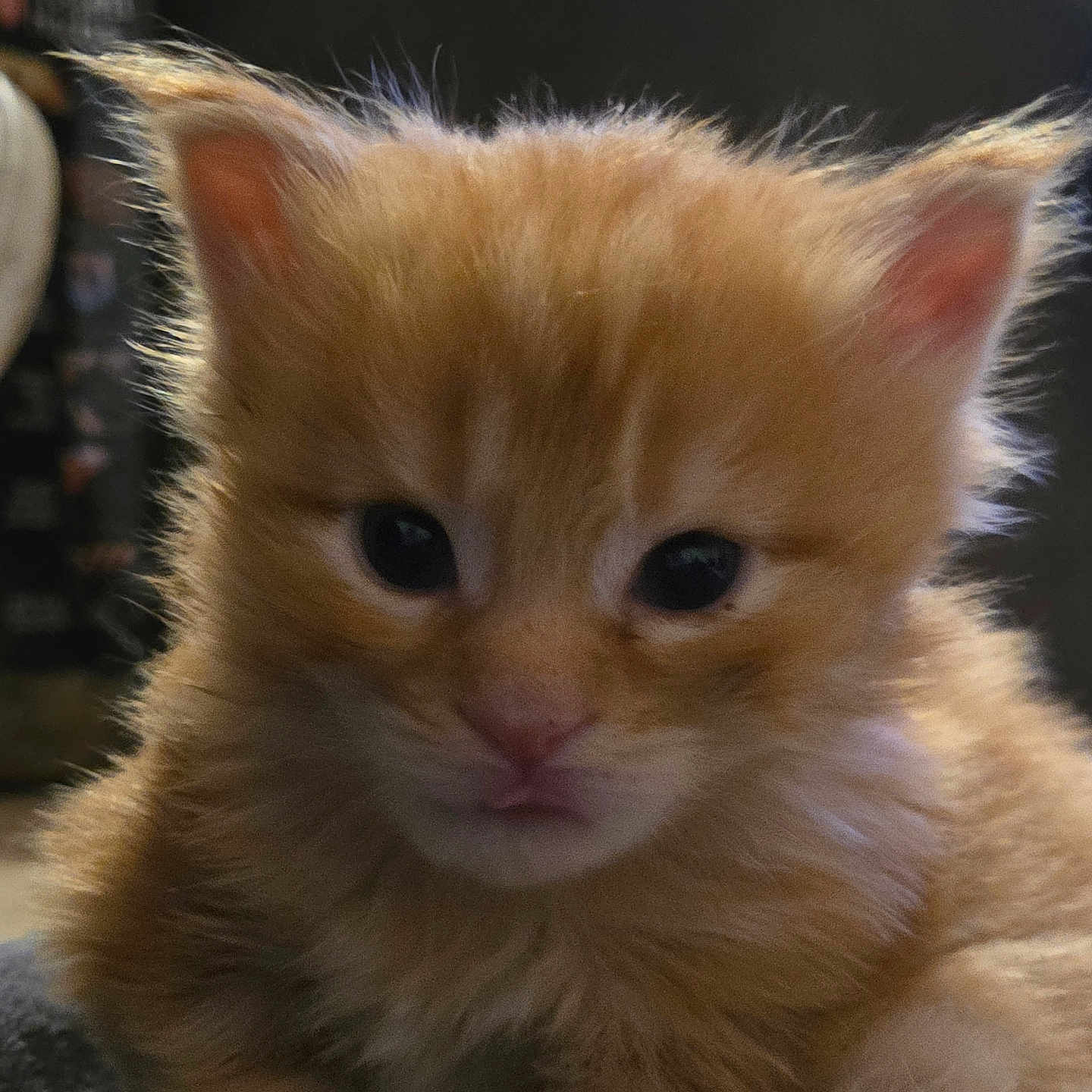 Baya