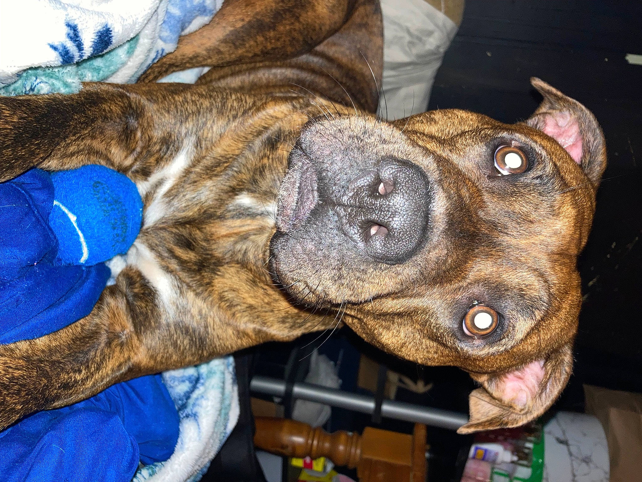 Sage joined the competition — help win amazing prizes! canidae, carnivore, collar, comfort, companion_dog, dog, dog_breed, dog_collar, ear, electric_blue, fawn, fur, guard_dog, liver, snout, sporting_group, whiskers, working_animal, working_dog, wrinkle