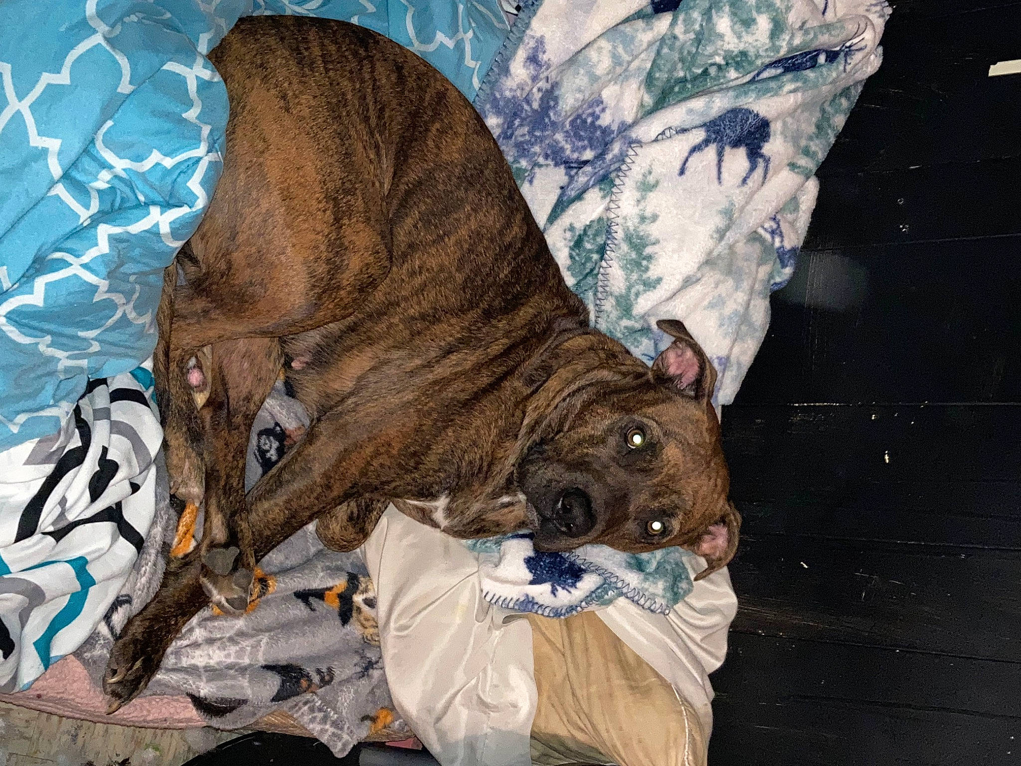 Sage joined the competition — help win amazing prizes! art, bat, canidae, carnivore, dog, dog_breed, fawn, felidae, fictional_character, fur, liver, painting, small_to_medium_sized_cats, snout, sporting_group, tail, tree, trunk, wood, working_animal