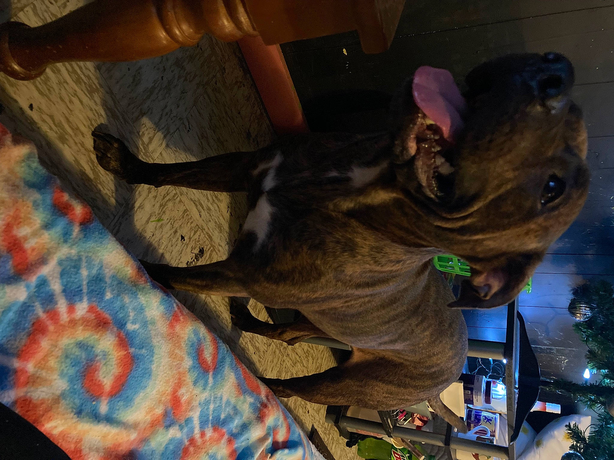 Sage is registered to the contest to win money with this photo: comfort, dog_breed, flooring, fun, fur, hardwood, hat, human_leg, linens, pattern, personal_protective_equipment, room, tail, tree, visual_arts, wood