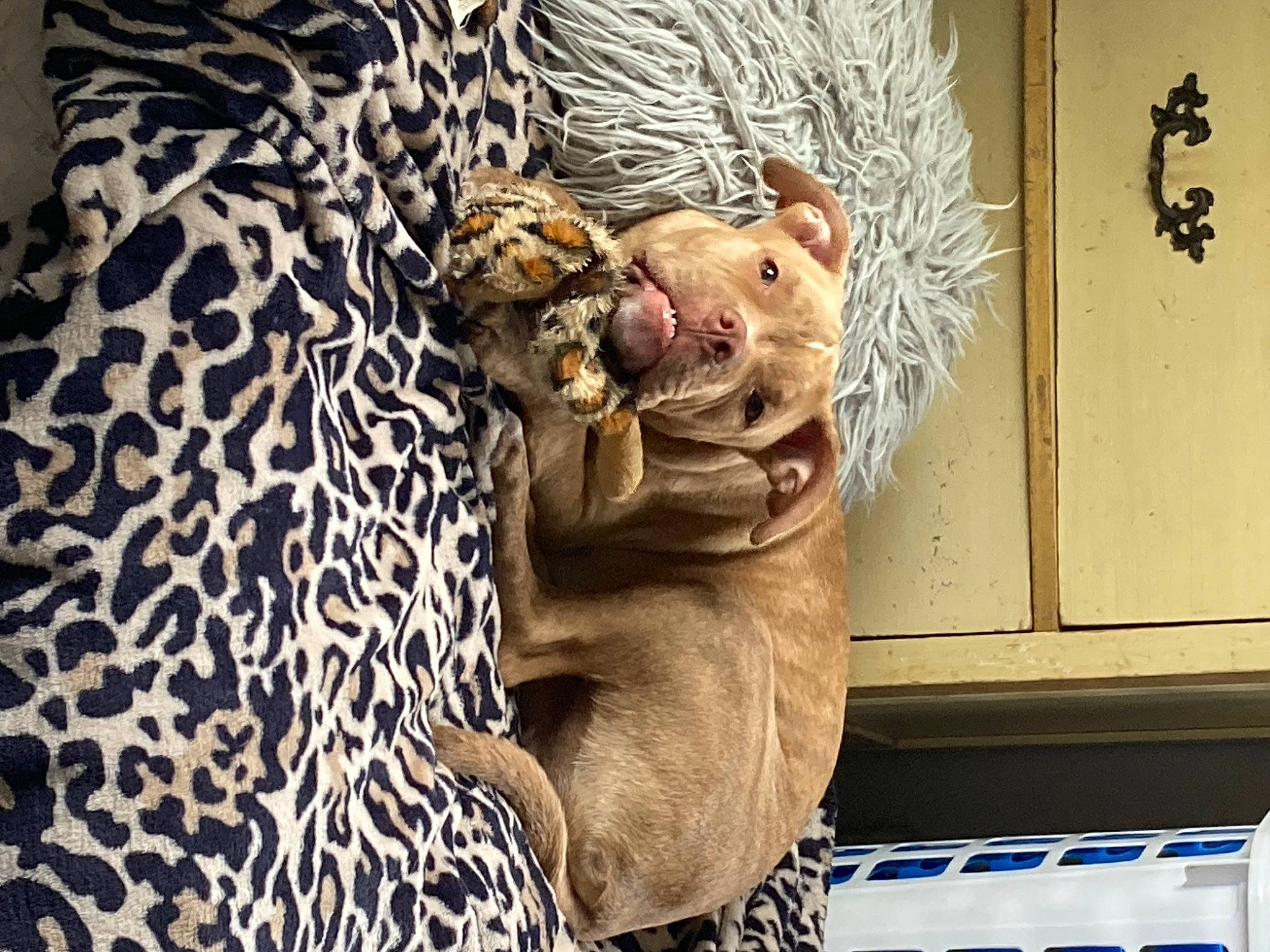 Nova is registered to the contest to win money with this photo: art, big_cats, carnivore, eye, fang, fawn, felidae, flesh, fur, pattern, reptile, rhinoceros, sculpture, small_to_medium_sized_cats, snout, terrestrial_animal, visual_arts, whiskers, wildlife, wrinkle