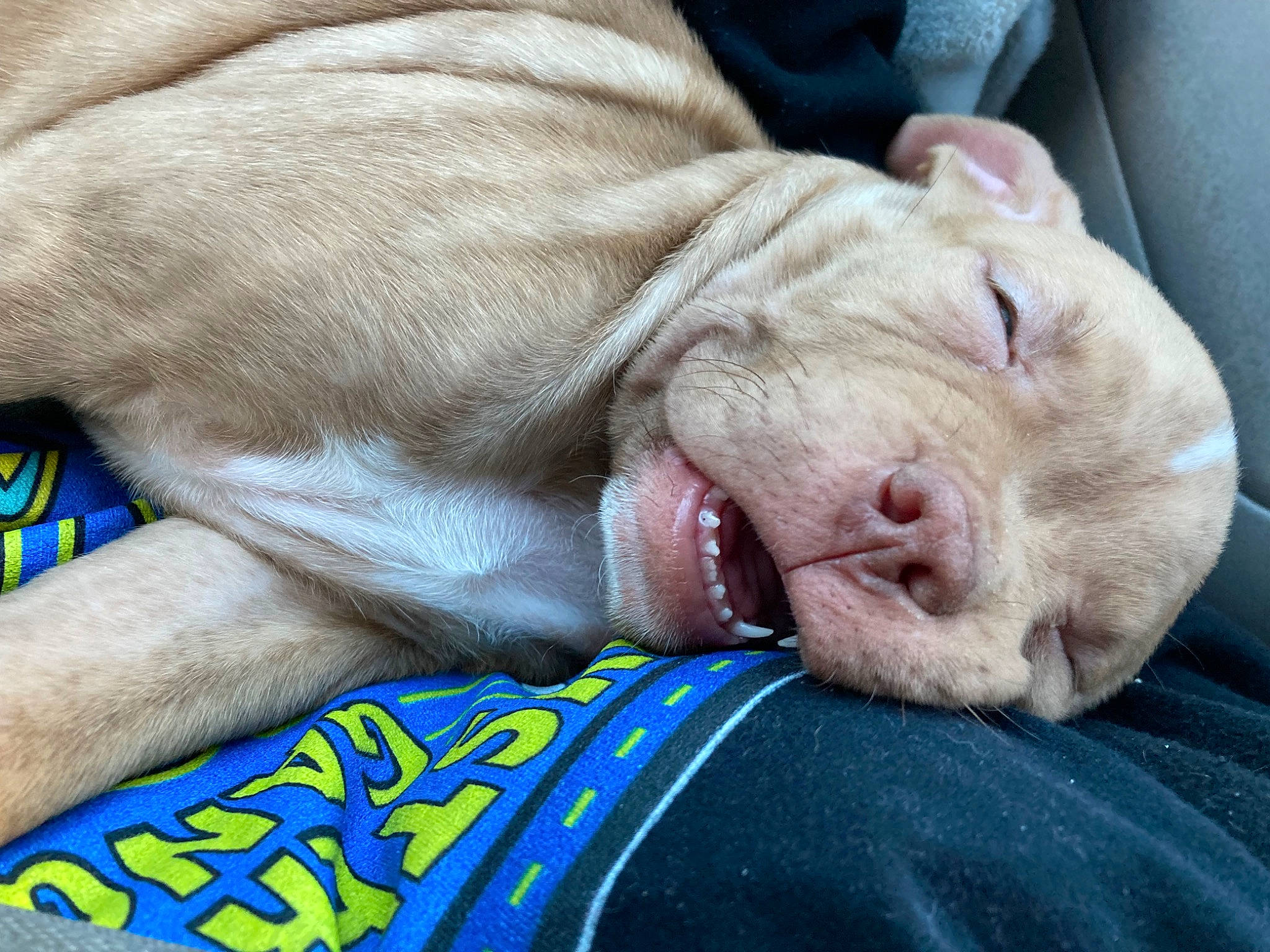 Nova is registered to the contest to win money with this photo: canidae, carnivore, comfort, companion_dog, dog, dog_breed, ear, fawn, felidae, fur, gesture, liver, nap, non_sporting_group, sleep, snout, sporting_group, whiskers, working_animal, wrinkle