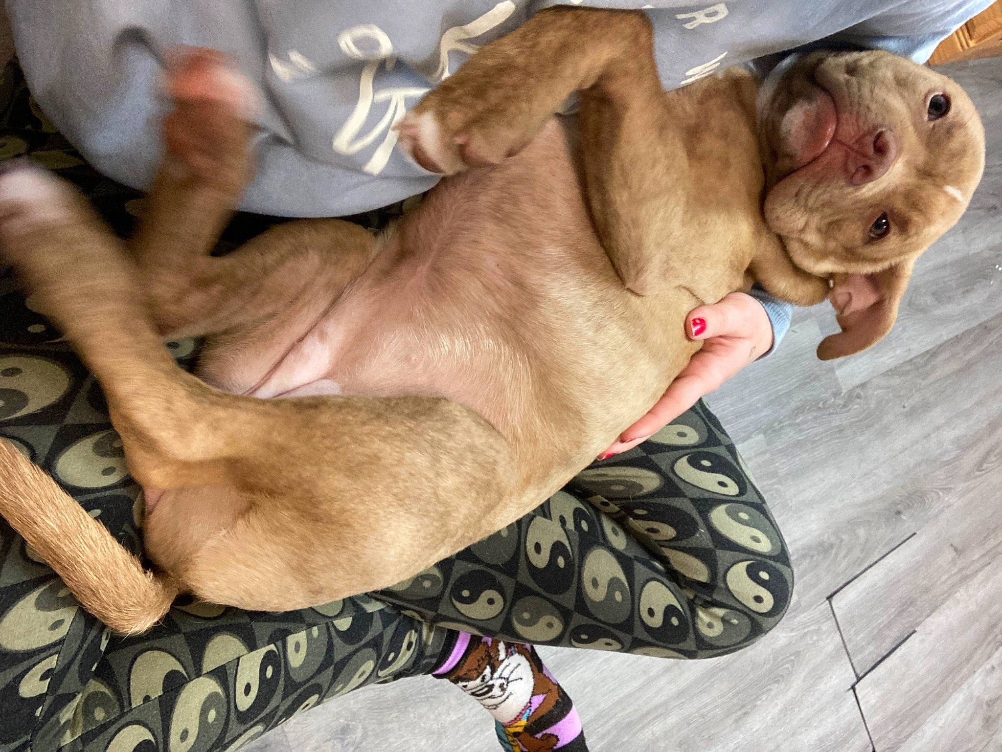 Nova is registered to the contest to win money with this photo: barechested, canidae, carnivore, comfort, companion_dog, dog, dog_breed, ear, fawn, foot, fur, guard_dog, human_leg, liver, non_sporting_group, paw, sporting_group, whiskers, working_animal, wrinkle
