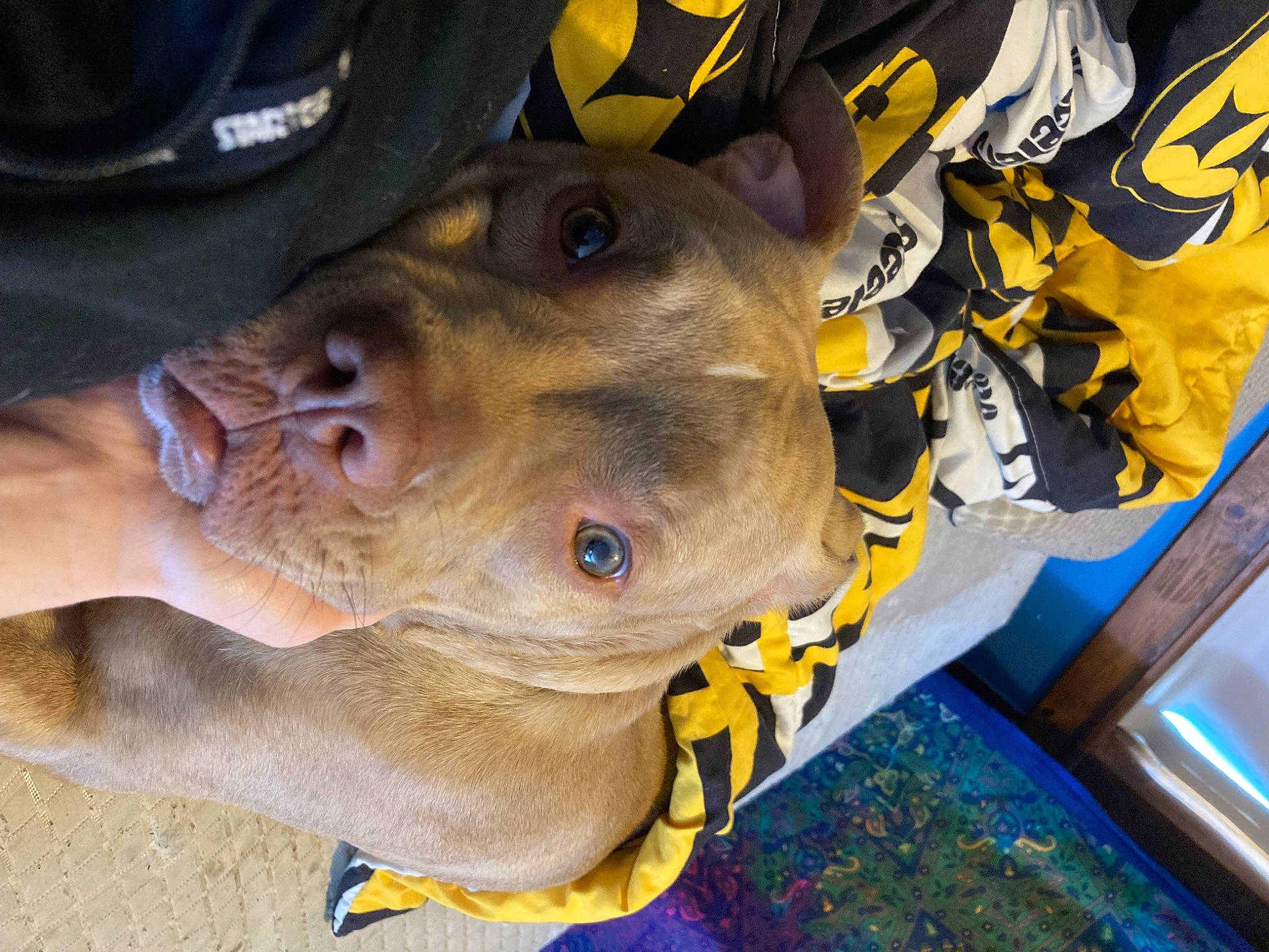 Nova joined the competition — help win amazing prizes! canidae, carnivore, collar, companion_dog, dog, dog_breed, ear, fawn, fur, jaw, liver, personal_protective_equipment, plant, selfie, snout, sporting_group, whiskers, working_animal, wrinkle, yellow