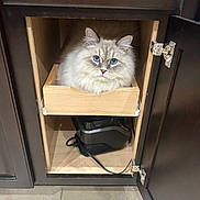Cheddar joined the competition — help win amazing prizes! cat, blue_eyes, fluffy, wooden_drawer, cabinet, open_door, floor_tile, indoor, pet, feline, curious, cozy, fur, animal, household, appliance, cord, sitting, looking, closeup
