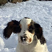 Voyou a rejoint le concours — aidez-le/la à gagner de superbes lots ! dog, puppy, snow, winter, outdoor, playing, animal, nature, floppy_ears, white_fur, black_spots, snow_covered, bushes, rocks, sunlight, garden, cute, active, cold, fur