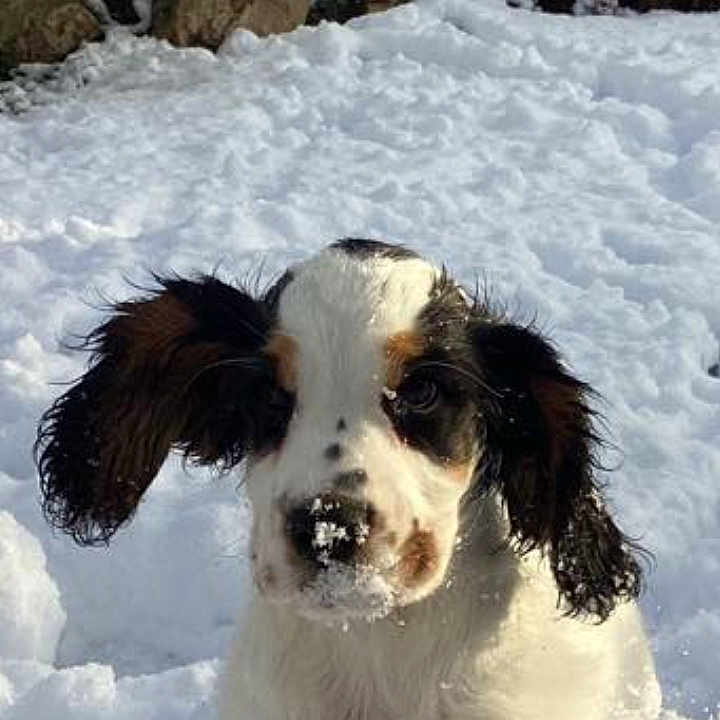 Voyou a rejoint le concours — aidez-le/la à gagner de superbes lots ! active, animal, black_spots, bushes, cold, cute, dog, floppy_ears, fur, garden, nature, outdoor, playing, puppy, rocks, snow, snow_covered, sunlight, white_fur, winter
